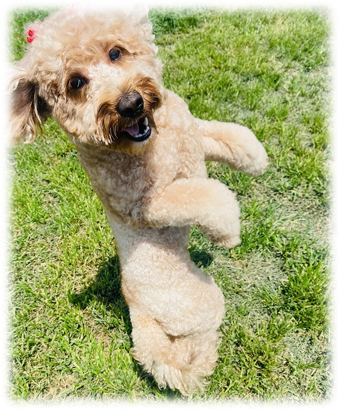 Josie, CNMRI 2.0 Office Mascot and Unofficial Therapist